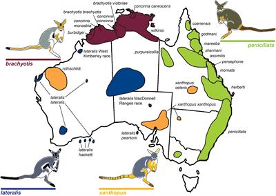 Chromosomal Speciation in the Genomics Era: Disentangling Phylogenetic Evolution of Rock-wallabies